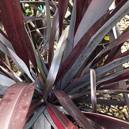 Phormium cookianum Black Adder™ ('Fit01') 