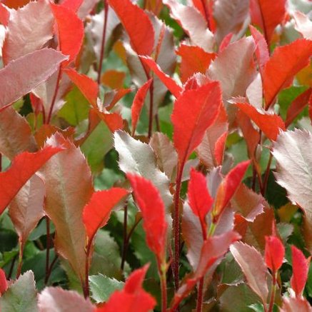 Photinia fraseri Fire Fantasy ('Bourfrits')