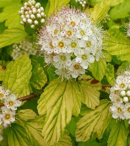 Physocarpus opulifolius 'Dart's Gold'