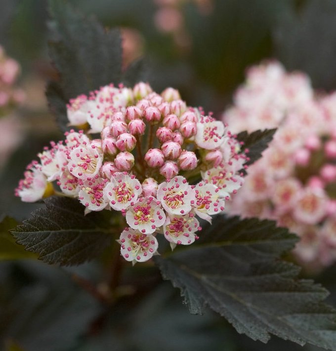 Physocarpus opulifolius Summer Wine® ('Seward') PP14821 PW