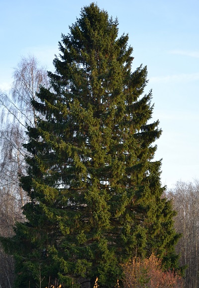 Picea abies