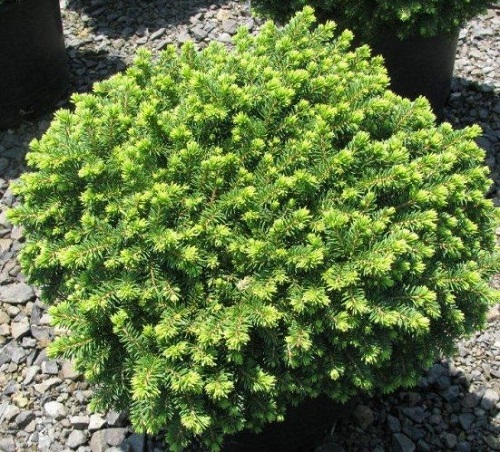 Picea abies 'Little Gem'