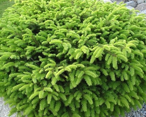 Picea abies 'Nidiformis'