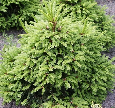 Picea abies 'Ohlendorfi'