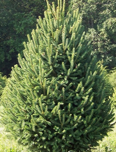 Picea glauca densata