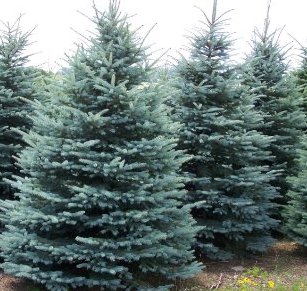 Picea pungens glauca