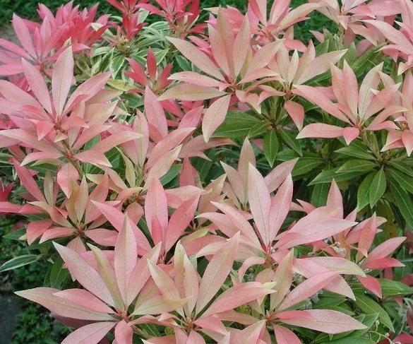 Pieris hybrid 'Forest Flame'