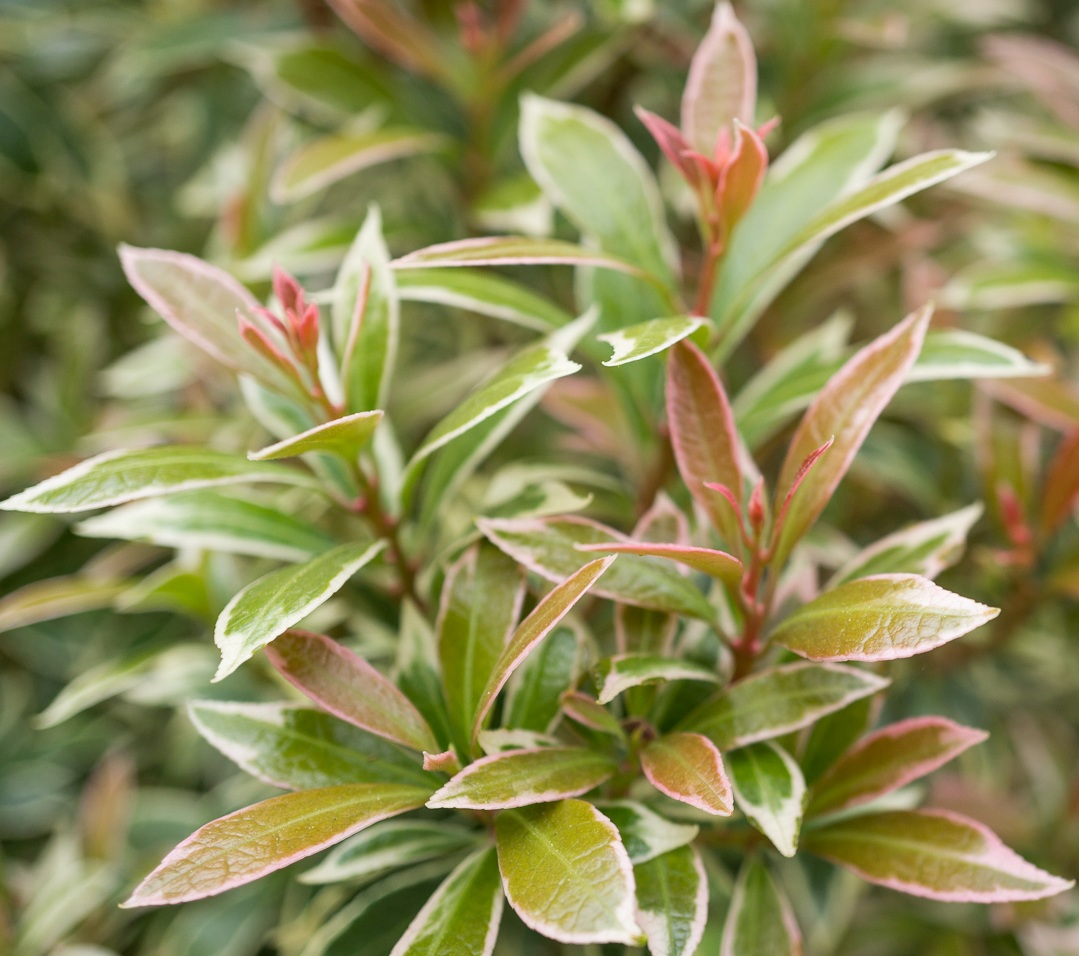 Pieris japonica 'Little Heath'