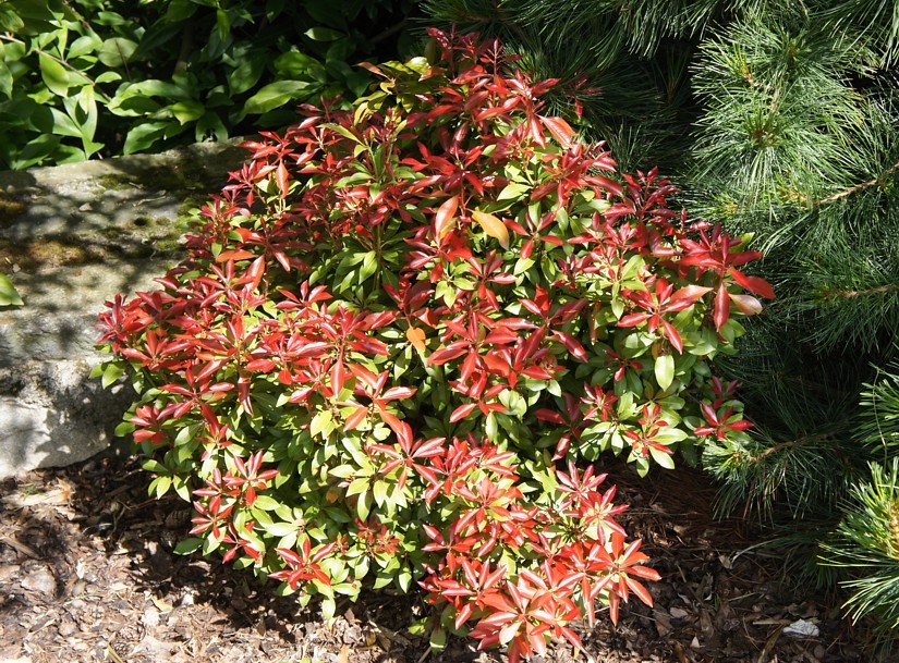 Pieris japonica 'Mountain Fire'