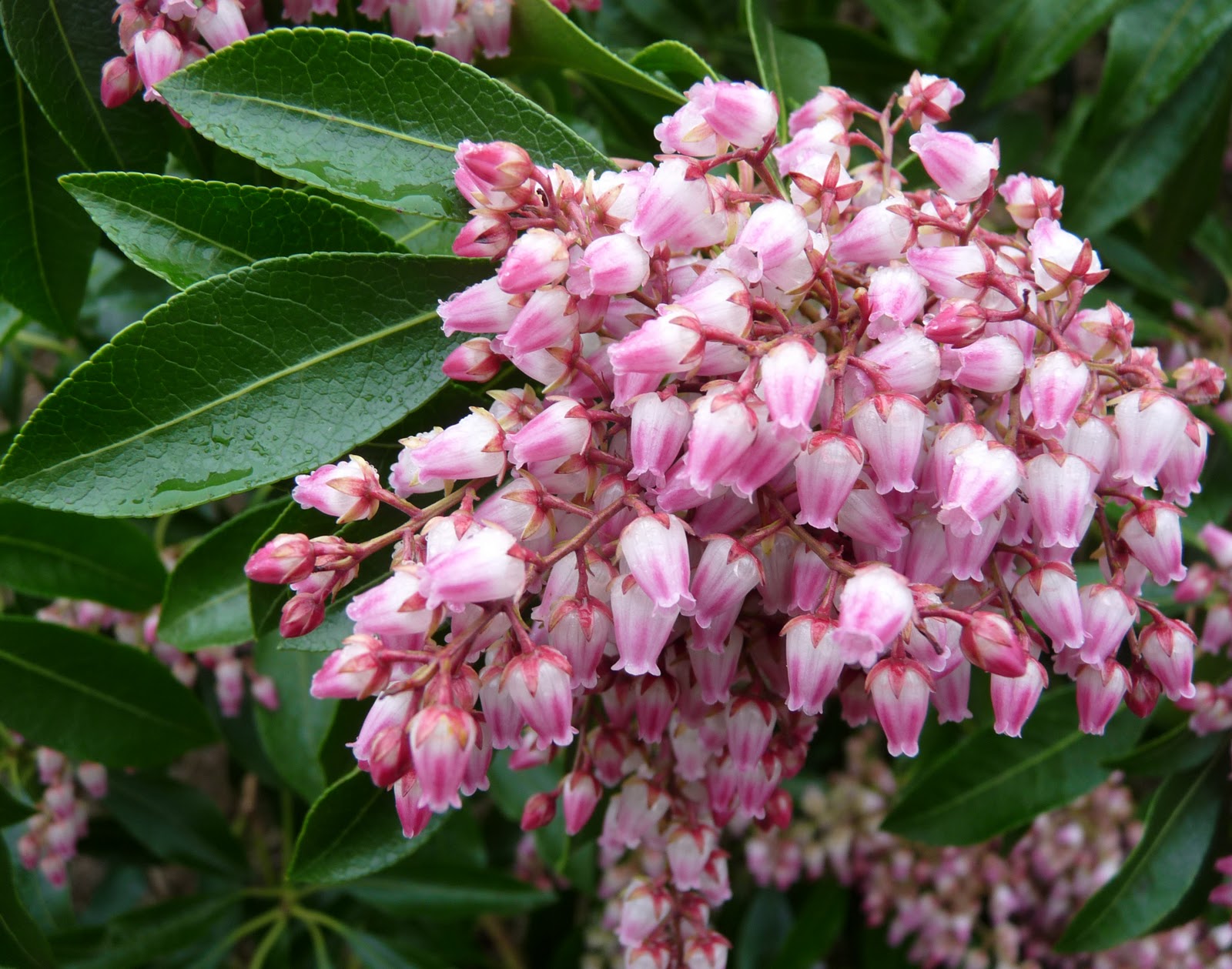 Pieris japonica 'Valley Rose'