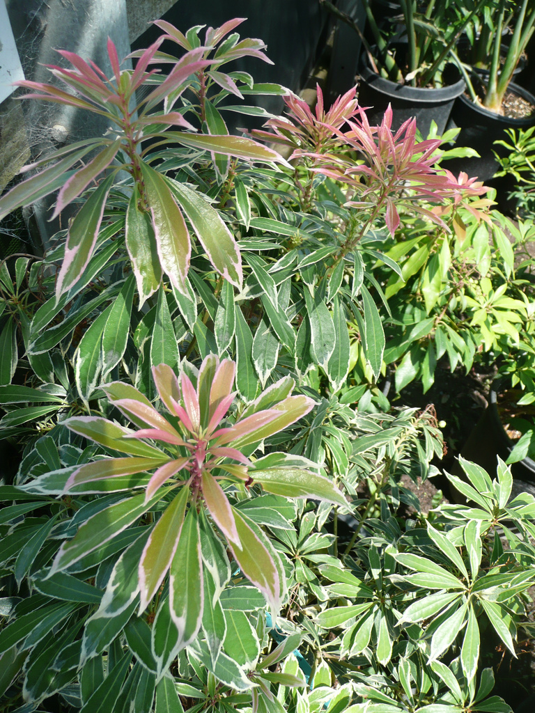 Pieris japonica 'Variegata'
