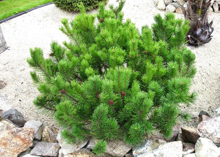 Pinus mugo var 'Pumilio'