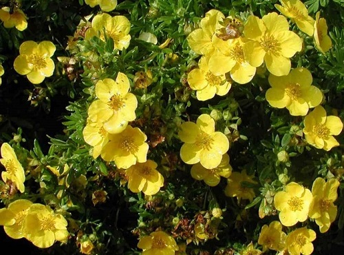 Potentilla fruticosa 'Gold Star'