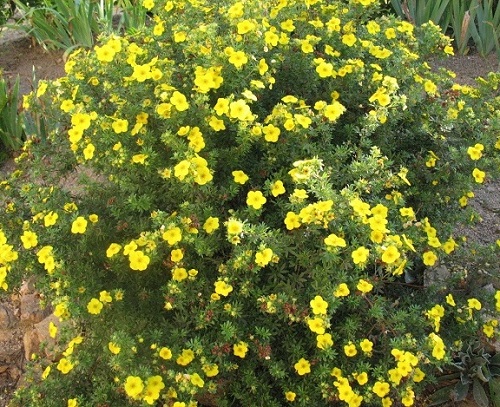 Potentilla fruticosa 'Goldfinger'