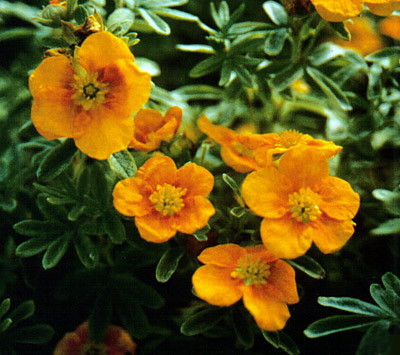 Potentilla fruticosa 'Mango Tango'