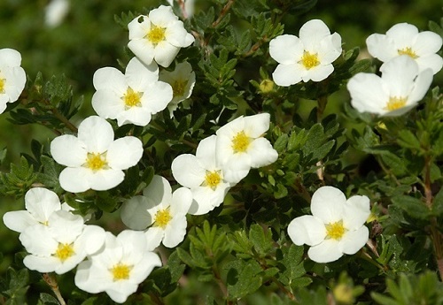 Potentilla fruticosa 'McKay's White'