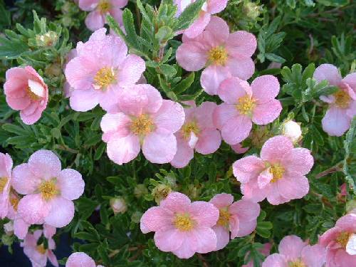 Potentilla fruticosa 'Pink Beauty'