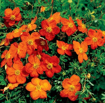 Potentilla fruticosa 'Sunset'