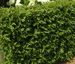 Prunus lusitanica