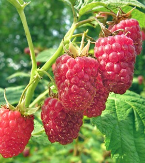 Raspberry - Rubus hybrid 'Latham'