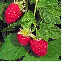 Raspberry - Rubus idaeus 'Canby'