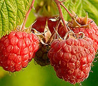 Raspberry - Rubus idaeus 'Coho'