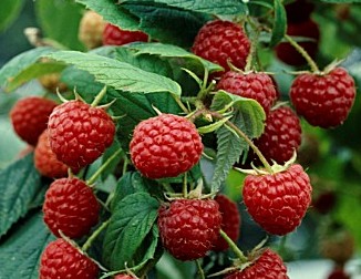 Raspberry - Rubus idaeus 'Heritage'