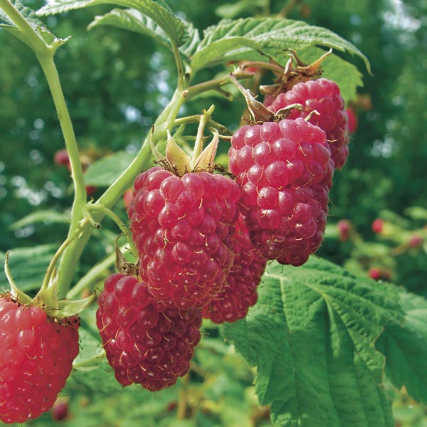 Raspberry - Rubus idaeus 'Meeker'