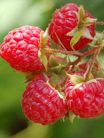 Raspberry - Rubus idaeus 'Willamette'