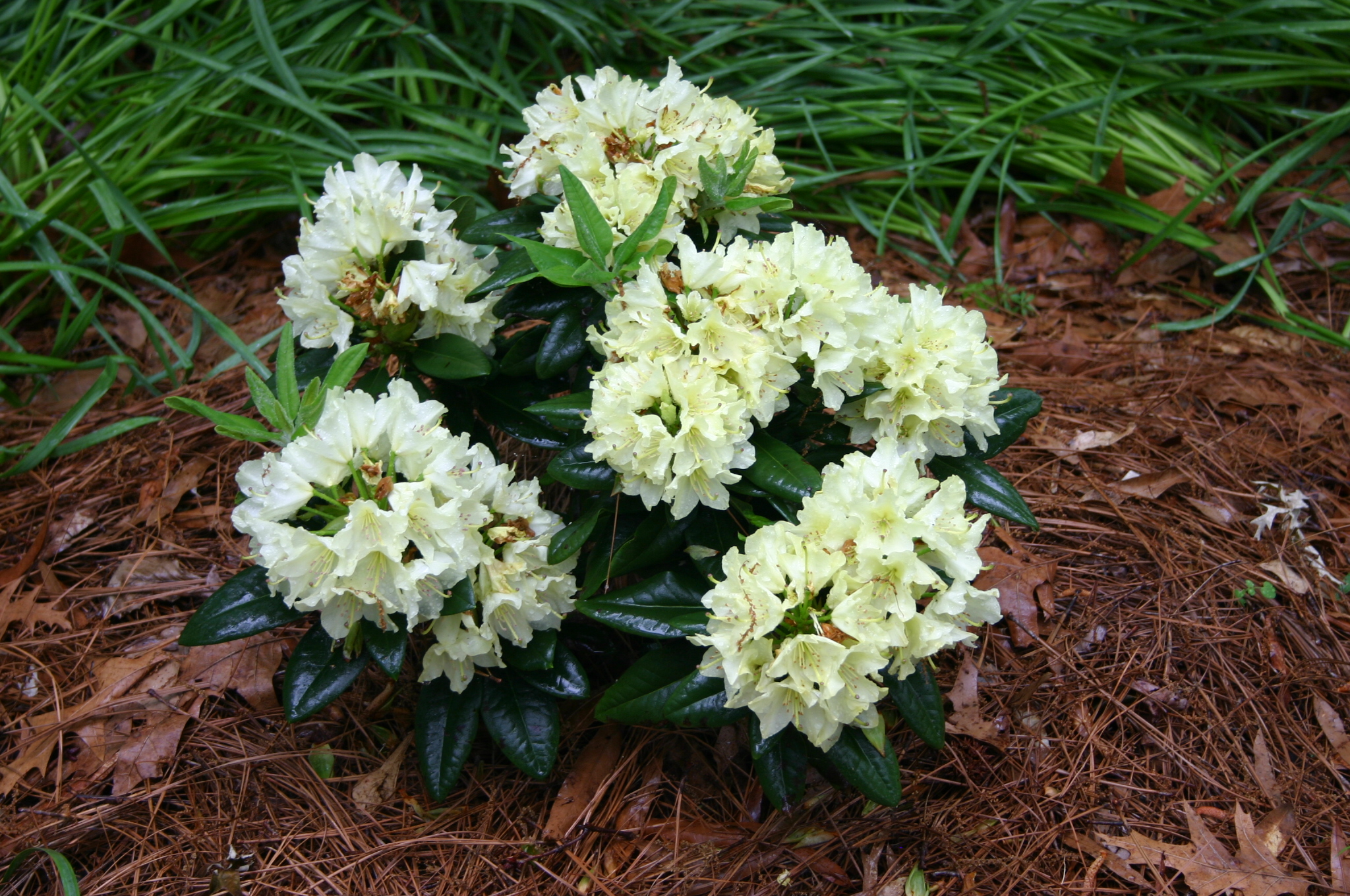 Rhododendron hybrid 'Capistrano'