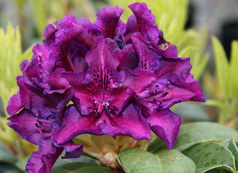 Rhododendron hybrid 'Edith Bosley'