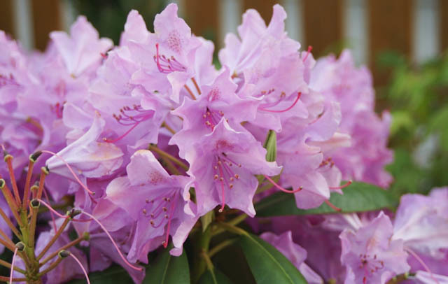 Rhododendron hybrid 'English Roseum'