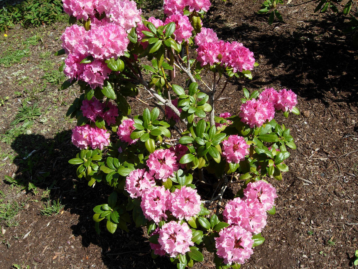 Rhododendron hybrid 'Holden'