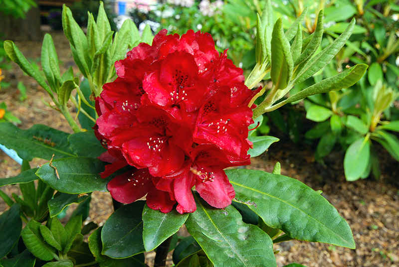 Rhododendron hybrid 'Nova Zembla'