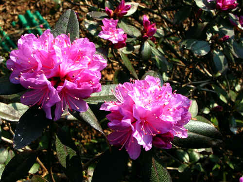 Rhododendron hybrid 'P.J. Mezitt Elite'