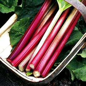 Rhubarb - Rheum rhabarbarum 'Strawberry Red'