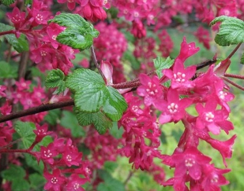 Ribes sanguineum 'King Edward VII'