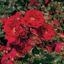 Rosa hybrid Meidiland® Fire ('Meipsidue') PP11583