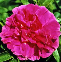 Rosa hybrid 'Hansa' (RU)