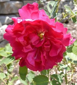 Rosa hybrid 'Morden Amorette'