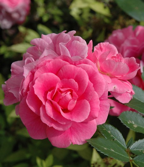 Rosa hybrid 'Morden Belle'