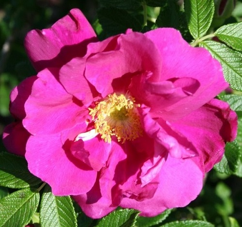 Rosa hybrid 'Purple Pavement' (RU)