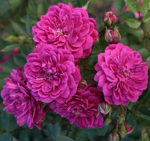 Rosa hybrid 'Purple Rain'