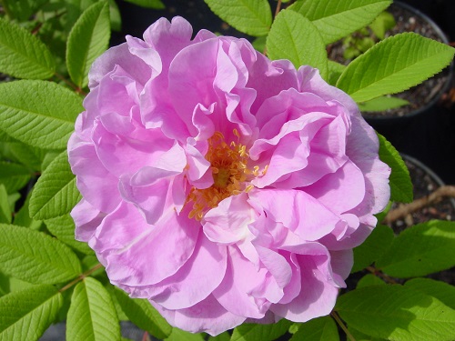 Rosa hybrid 'Therese Bugnet' (RU)