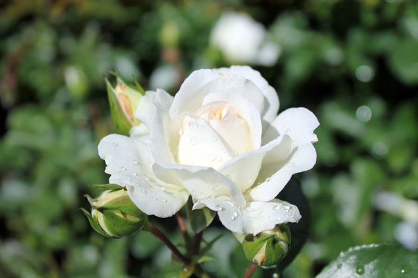 Rosa hybrid Meidiland® White ('Meicoublan')  