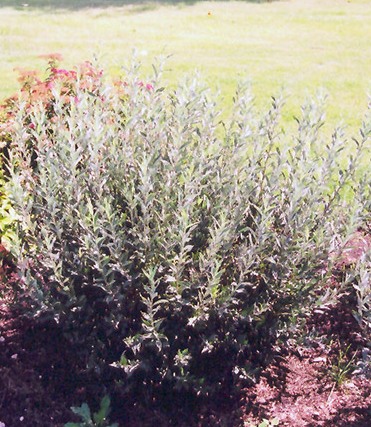 Salix brachycarpa 'Blue Fox'