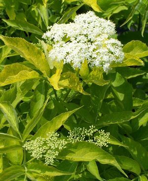 Sambucus canadensis 'Aurea'