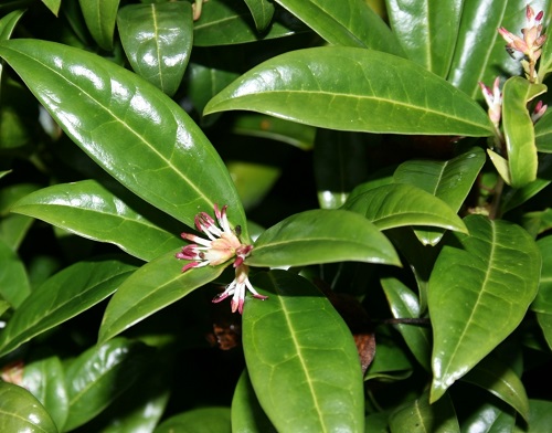 Sarcococca hookeriana humilis