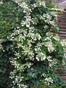 Schizophragma hydrangeoides 'Moonlight'