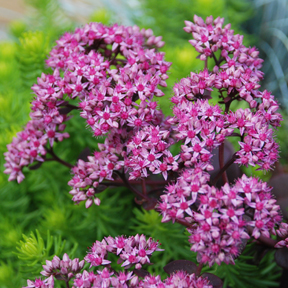 Sedum hybrid 'Cherry Tart'